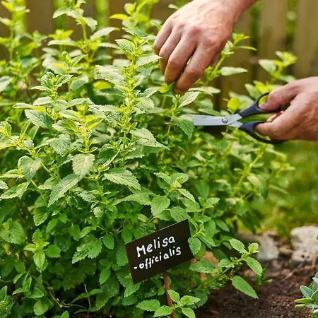 Boutique Swisshouse ホテル 4*