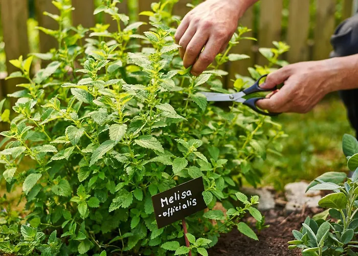 Boutique Swisshouse Отель 4*